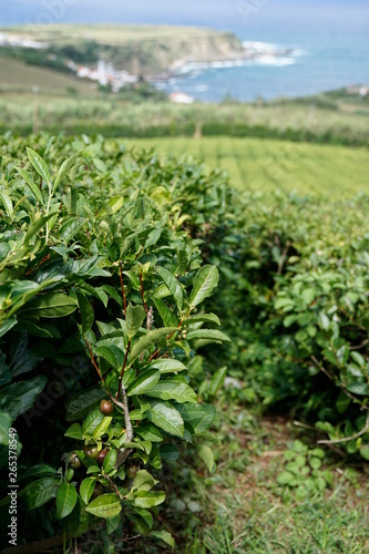 Tee Plantage auf den Azoren