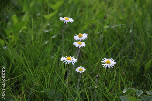 daisy flower grass green