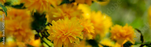 Fototapeta Naklejka Na Ścianę i Meble -  Selective focus on foreground of bright yellow flowers of Japanese kerria or Kerria japonica pleniflora on natural blurred dark green background. Beautiful fluffy yellow blooms on sunny spring day