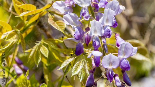 Close-up of flowering branch Chinese and Japanese Wisteria. Elegant nature concept for design