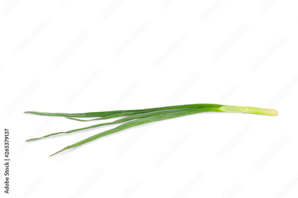 Green onion with roots and tied by twine on a light background. Isolation.