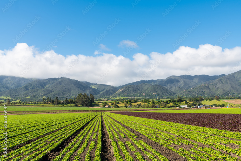 Agricultural scene of a field of green and red lettuce with rows to perspective toward a mountain range in the Salinas Valley, Monterey County, California