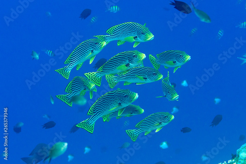 Yellowbanded or diagonal banded sweetlips ( Plectorhinchus lineatus ) frontside and orienta sl. ( Plectorhinchus vittatus ) swimming over coral reef of Bali photo