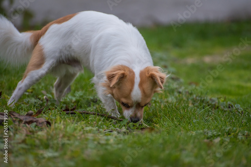 White brown longhair chihuahua sniffing around in the grass with in the garden