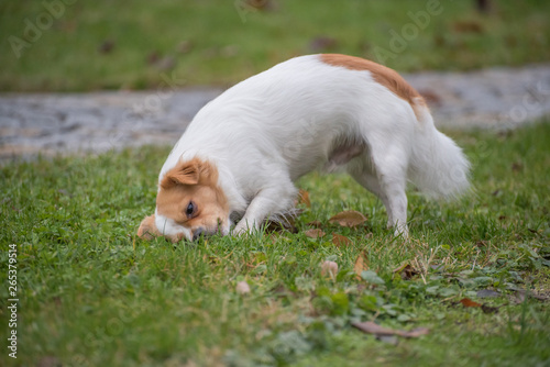 White brown longhair chihuahua playing around with a stick in the garden © JürgenBauerPictures