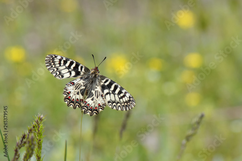 Papilionidae / Güneyli Fisto / / Zerynthia polyxena