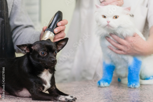Pet groomer with assistant doing haircut for chihuahua and cat