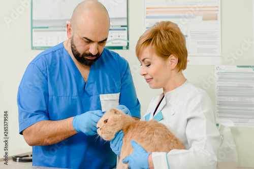 Veterinarian examining teeth of lop-eared cat while doing diagnostic in clinic