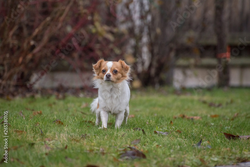 White brown longhair chihuahua playing around in the garden