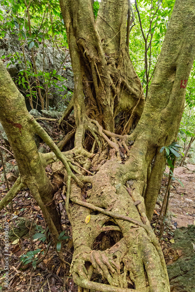 Rainforest landscape, tropical forest tree roots green forest