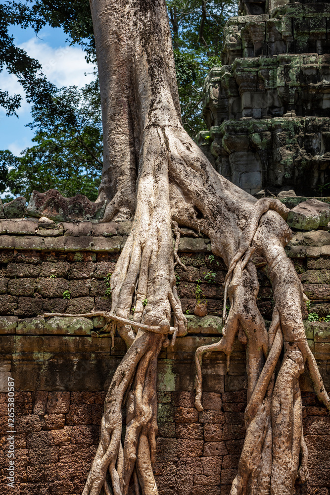 Huge strangler fig trees growwing inside the beautiful Ta Prohm temple, Siem Reap, Cambodia Huge strangler fig trees growwing inside the beautiful Ta Prohm temple, Siem Reap, Cambodia
