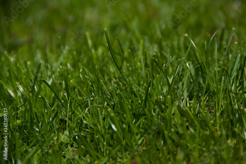 fresh green grass golf halm background