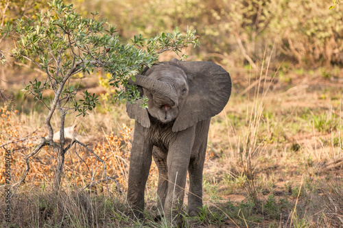 Elefanten junges Südafrika