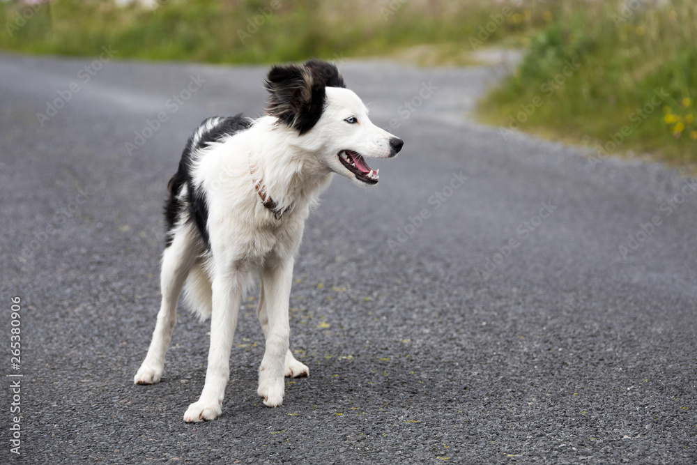 Junger Hund in Irland