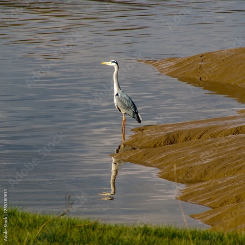 Heron on the River Dee