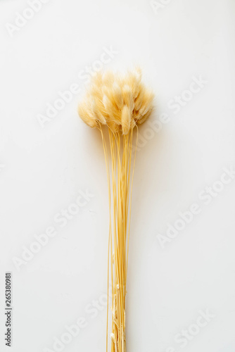 Dry color grass flower for interior decoration. Studio shot and isolated on white background. Dry yellow lagurus photo