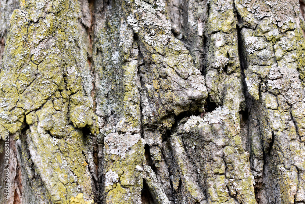 Beautiful bark shape for a nice background. Beautiful bark shape for a nice background.