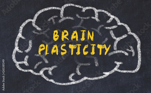 Chalk drawing of human brain with inscription brain plasticity photo