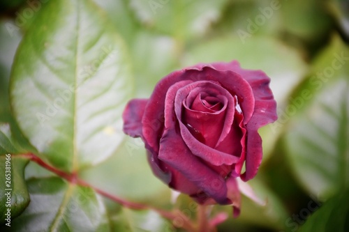 rose au jardin