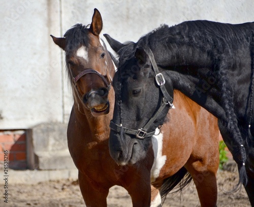 Friesian horse and piebald horse  standing together © Дина Попова