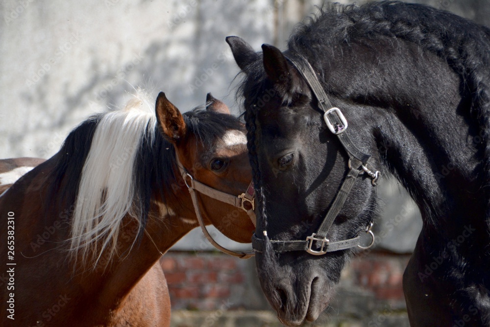 Obraz premium Friesian horse playing with another horse