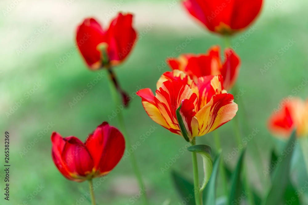 red tulip flower isolated. tulip flower close up red tulip flower isolated. tulip flower close up