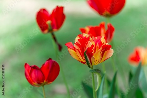 red tulip flower isolated. tulip flower close up 