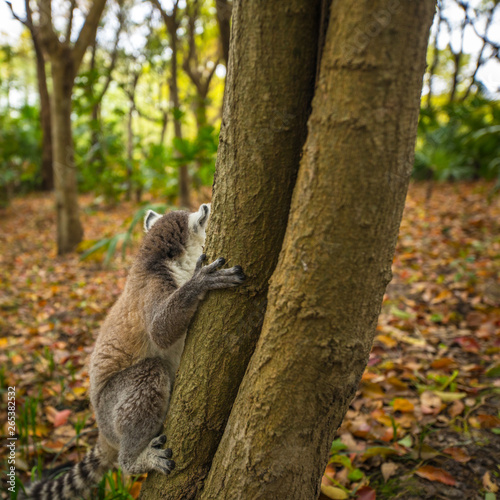 Fototapeta Naklejka Na Ścianę i Meble -  Lemur in wild at tropical park.