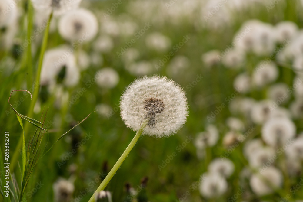 Close-up of a faded dandelion blossom. Seeds of dandelion flower