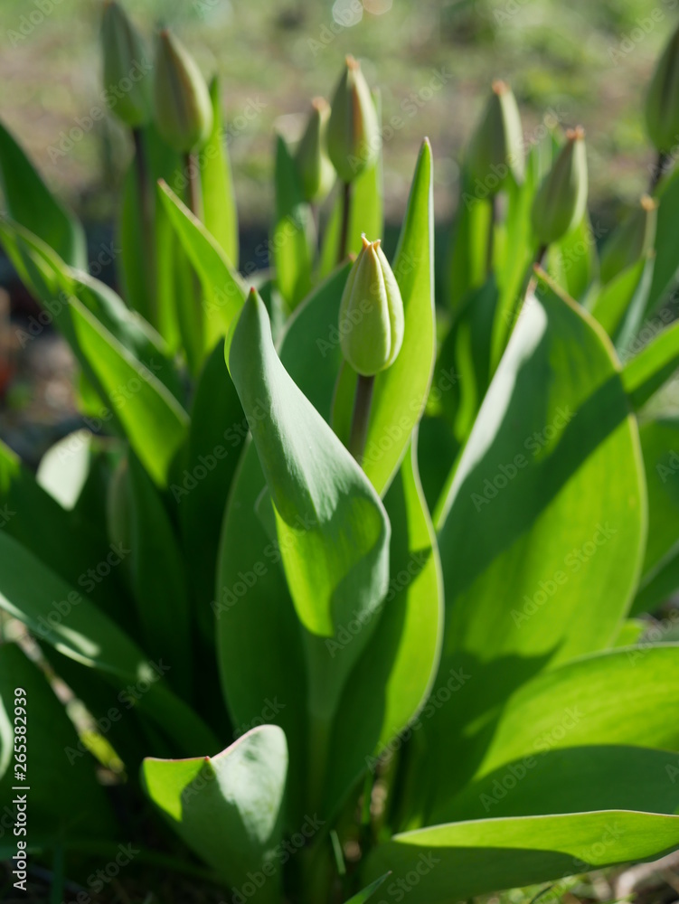 Obraz premium Tulips bud. Spring has come