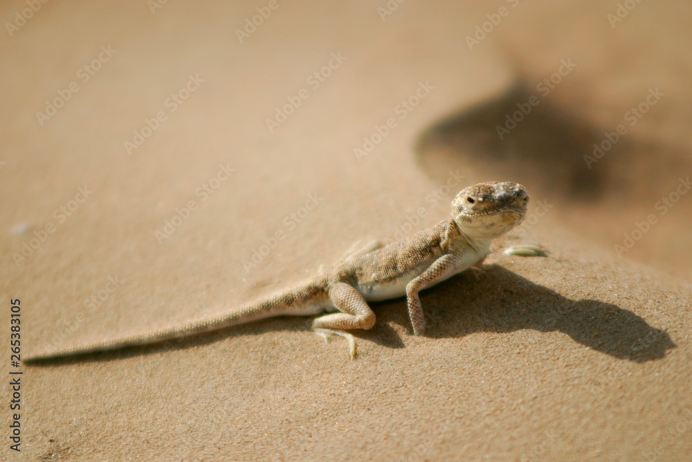 Lizard in desert