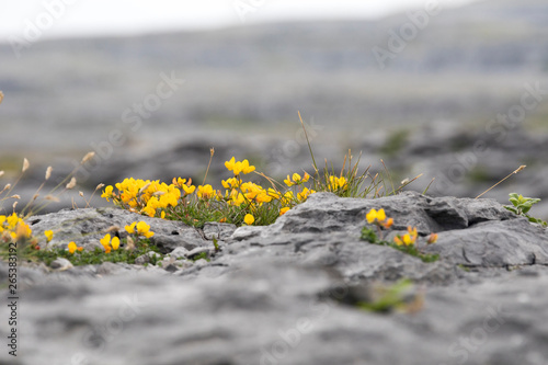 Gelbe Blümchen im Burren - Irland