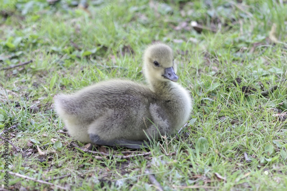A greylag goose (Anser anser) duckling A greylag goose (Anser anser) duckling