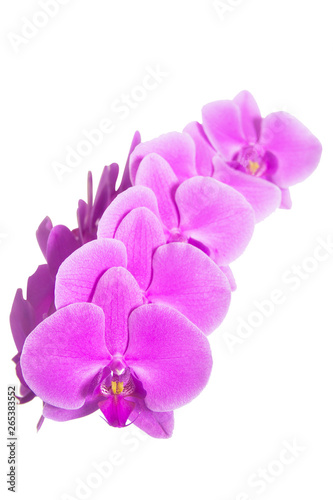Pink orchids on white background
