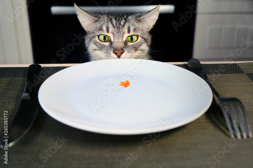 The surprised cat looks at the empty plate with red caviar. Improper nutrition for the animals. The affected pet, unfairly left without food. Blank plate is on the table in the kitchen. photo