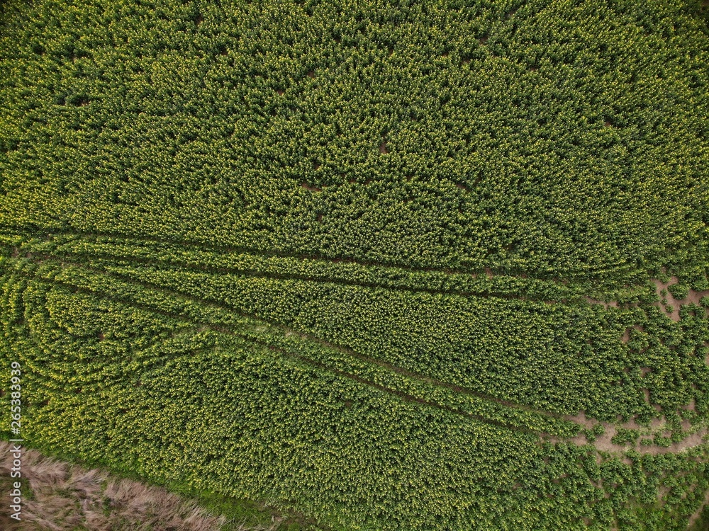 Drone Top View of Green Rape Seed Fields
