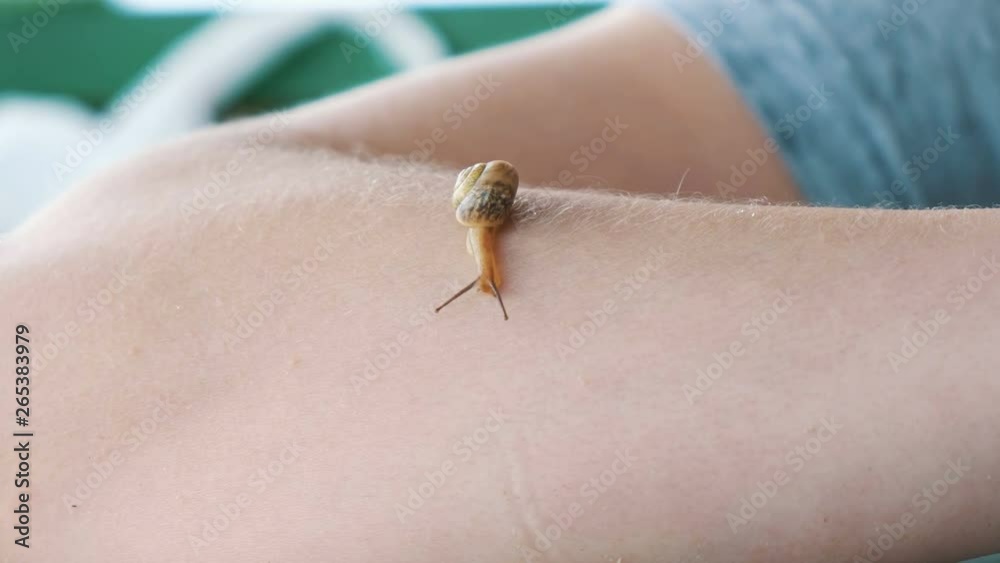 Little snail is a female hand Little snail is a female hand