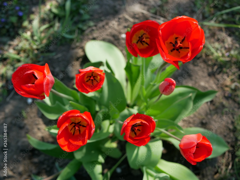 red open tulips with green leaves bloom in the garden. top view