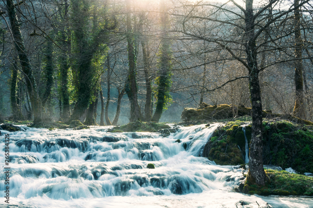 Stream in a forest during early spring Stream in a forest during early spring