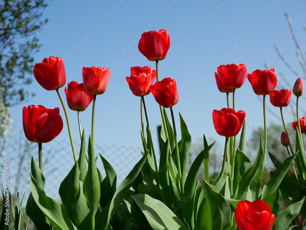 Bright red flowers on background sky. Fresh spring composition