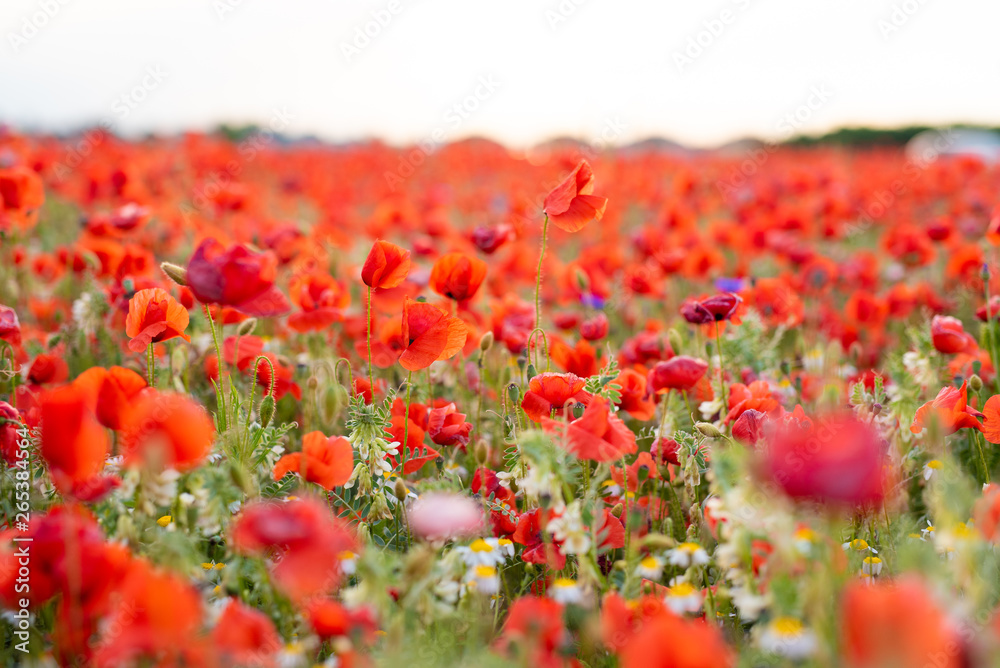 Red poppy flower field on the outskirts of Vienna during the sunset in spring Red poppy flower field on the outskirts of Vienna during the sunset in spring