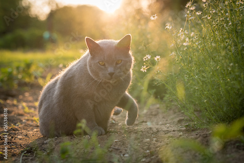 Portrait of a british shorthair cat. Gray cat with yellow eyes sunset nature. Cat lying in gras with backlight. Portrait of a gray cat relaxing in nature.