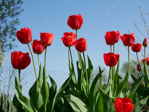 Bright red flowers on background sky. Fresh spring composition