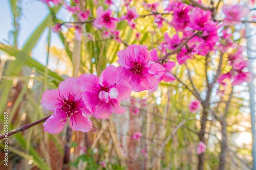 pink cherry blossom flowers in garden