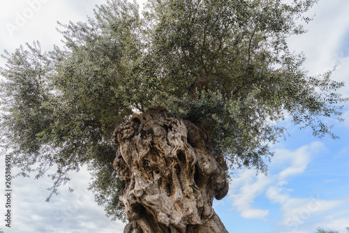 Olea europaea, llamada comúnmente olivo, olivera o aceituno, es un árbol pequeño perennifolio, longevo, que puede alcanzar hasta 15 m de altura, con copa ancha y tronco grueso, de aspecto retorcido.  photo