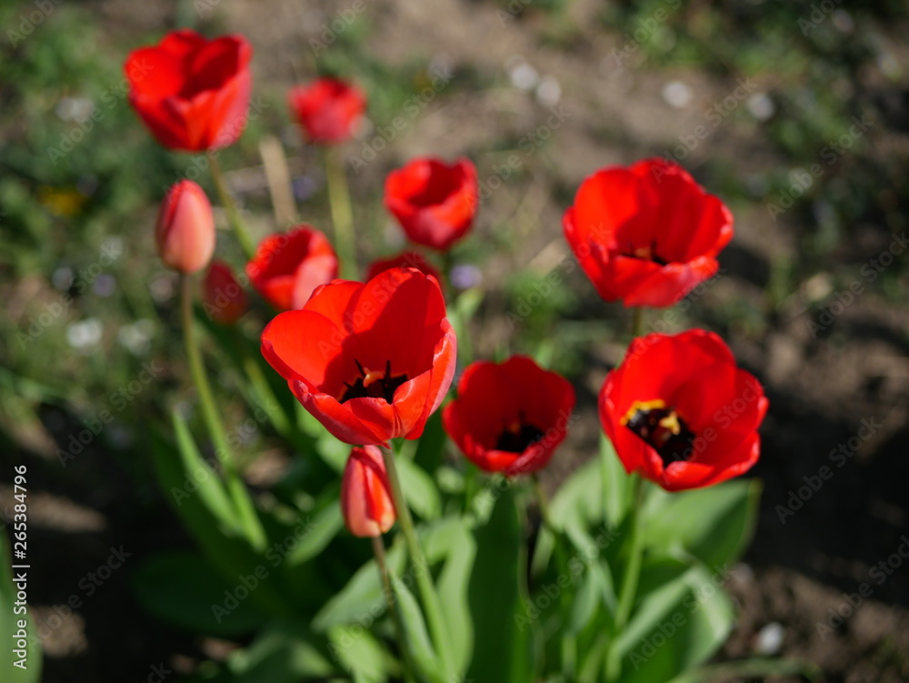 Red tulips in close-up. Open and closed bud tulip. Bright tulip flowers from all sides. Flowers for the holiday of spring. Beautiful flowers