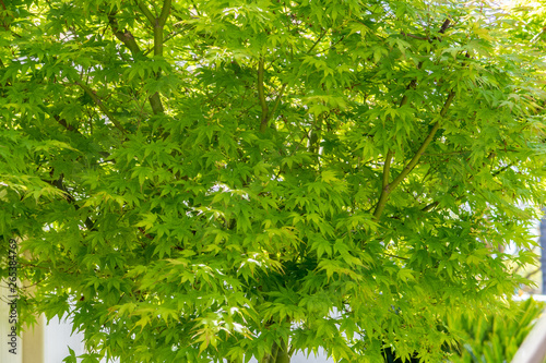 green leaves of a tree