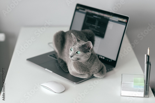 Beautiful russian blue cat with funny emotional muzzle lying on keayboard of notebook and relaxing in home interior on gray background. Breeding adorable gray kitten with blue eyes resting on laptop. photo