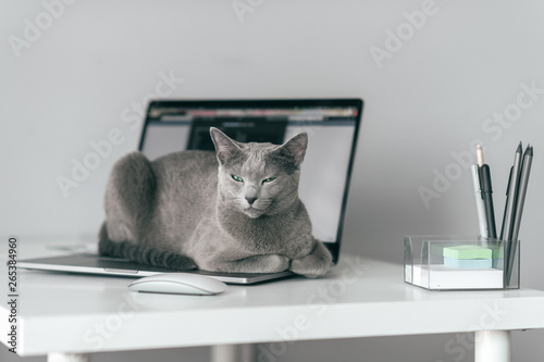 Beautiful russian blue cat with funny emotional muzzle lying on keayboard of notebook and relaxing in home interior on gray background. Breeding adorable gray kitten with blue eyes resting on laptop. photo