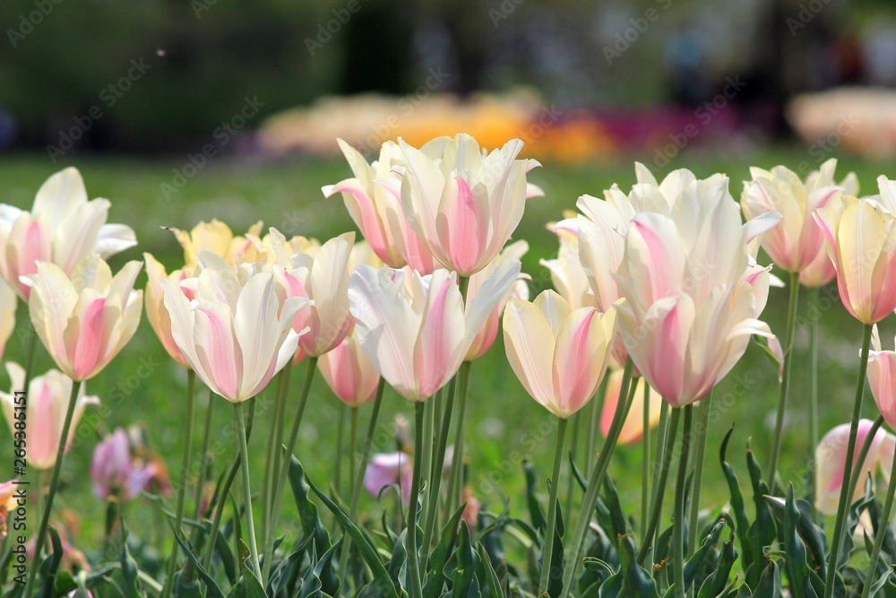 Delicate pink tulips close up